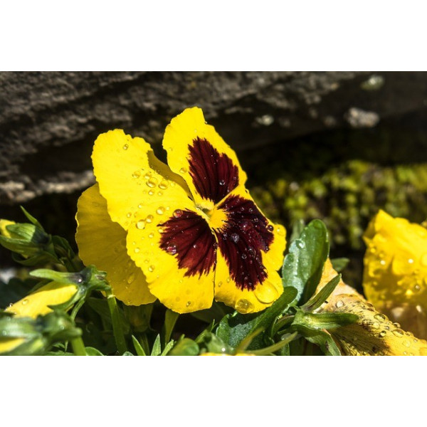 Pensée Suisse or du Rhin jaune 