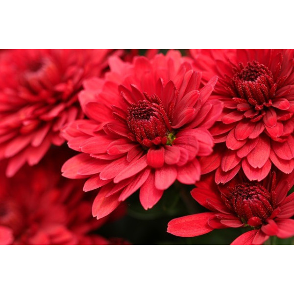 Reine-marguerite naine fleur de chrysanthèmes variés 