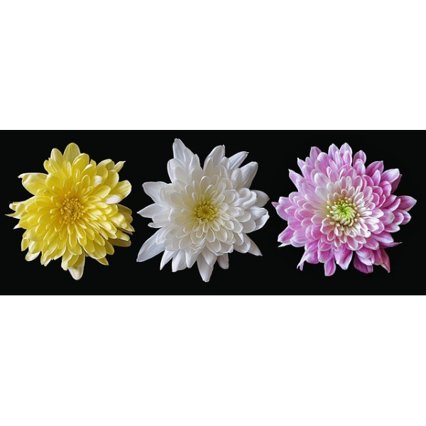 Reine-marguerite naine fleur de chrysanthèmes variés 