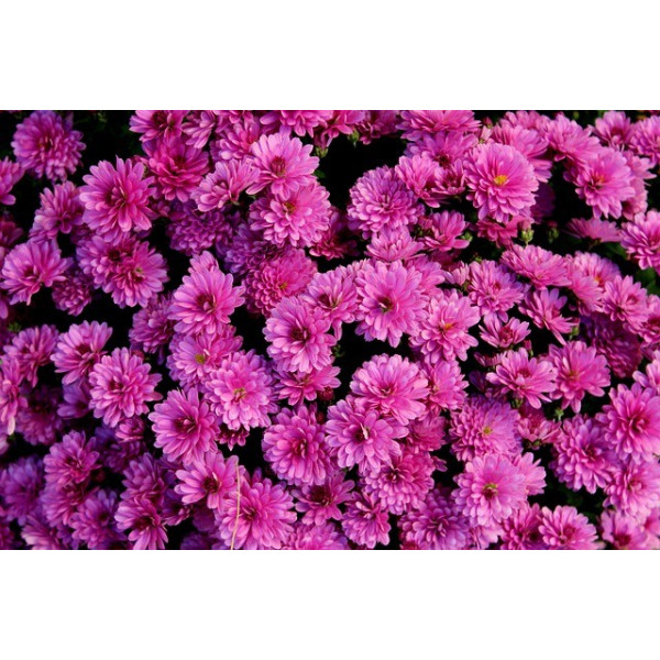 Reine-marguerite naine fleur de chrysanthèmes variés 