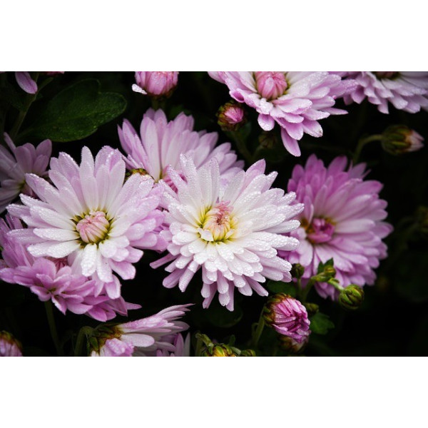 Reine-marguerite naine fleur de chrysanthèmes variés 