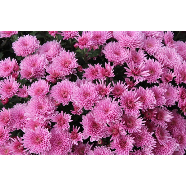 Reine-marguerite naine fleur de chrysanthèmes variés 