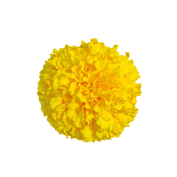 Rose d'Inde naine cupidon jaune d'or 