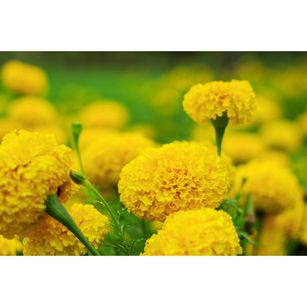 Rose d'Inde naine cupidon jaune d'or 