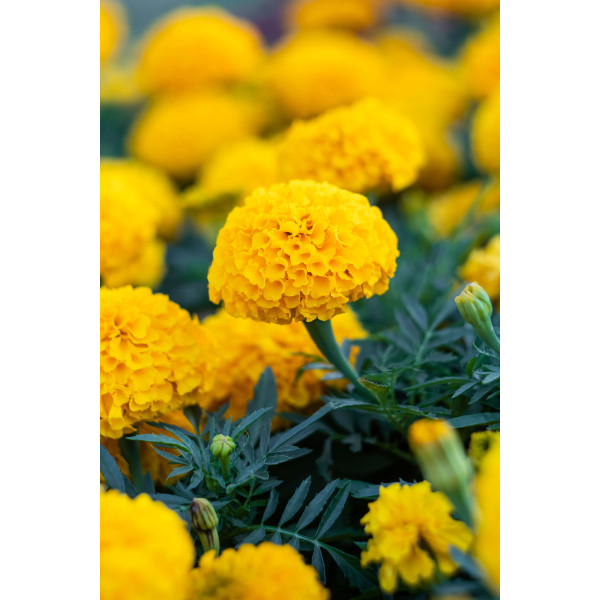 Rose d'Inde naine cupidon jaune d'or 