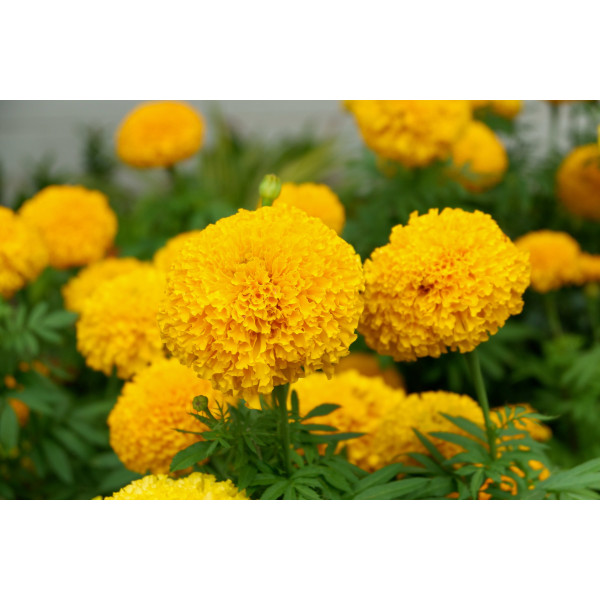 Rose d'Inde naine cupidon jaune d'or 