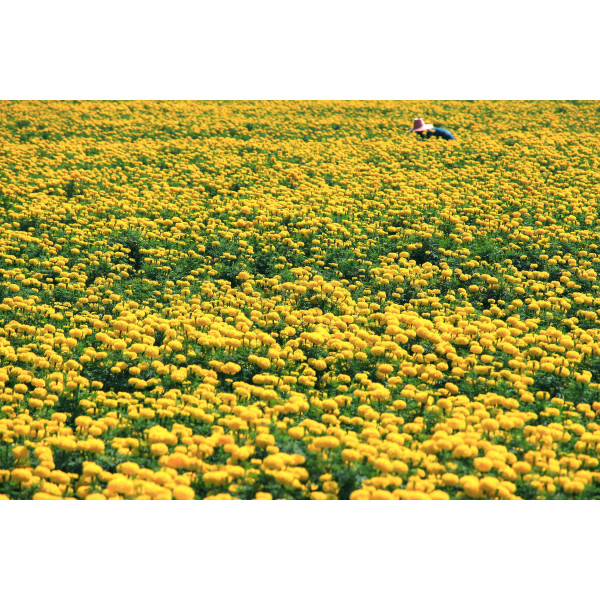 Rose d'Inde naine cupidon jaune d'or 