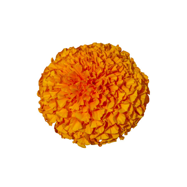 Rose d'Inde naine cupidon orange 