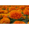 Rose d'Inde naine cupidon orange