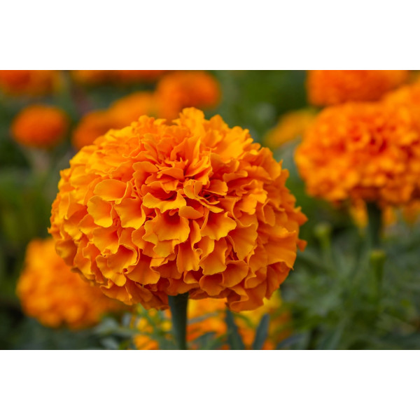 Rose d'Inde naine cupidon orange 