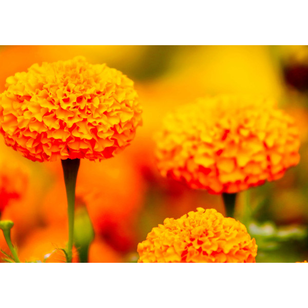 Rose d'Inde naine cupidon orange 