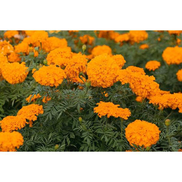 Rose d'Inde naine cupidon orange 