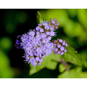 Agératum blue mink  2