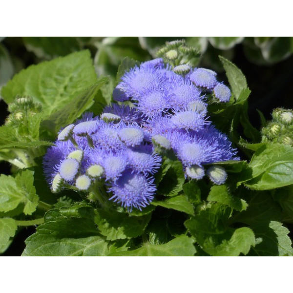 Agératum blue mink 
