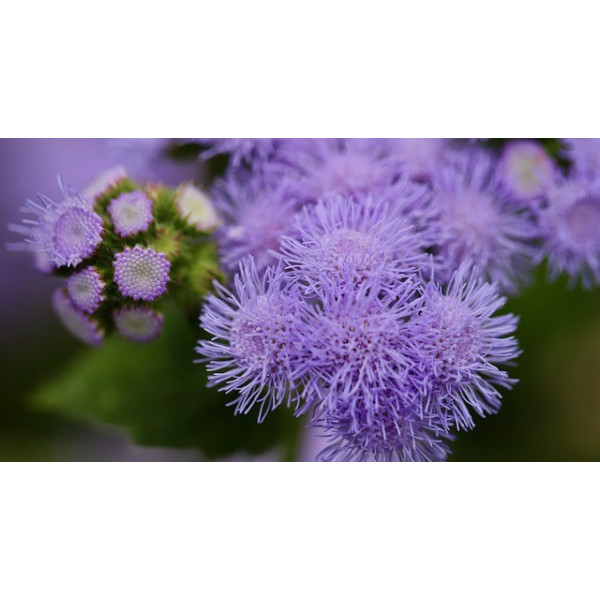 Agératum blue mink 