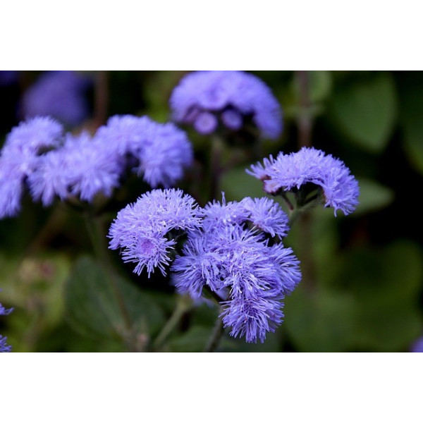 Agératum blue mink 