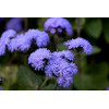 Agératum blue mink 