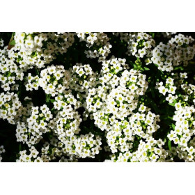 Alysse tapis de neige  2