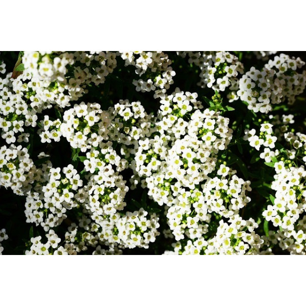 Alysse tapis de neige 