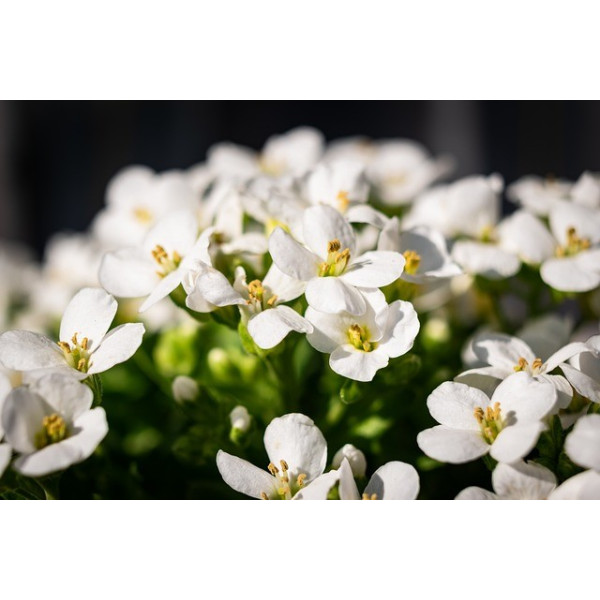 Alysse tapis de neige 