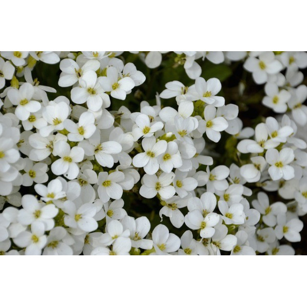 Alysse tapis de neige 