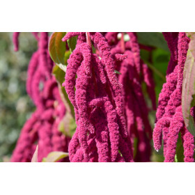 Amarante queue de renard 