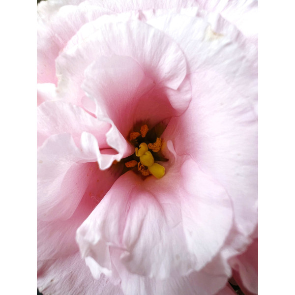 Campanule double variée 