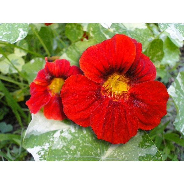 Capucine naine Alaska 