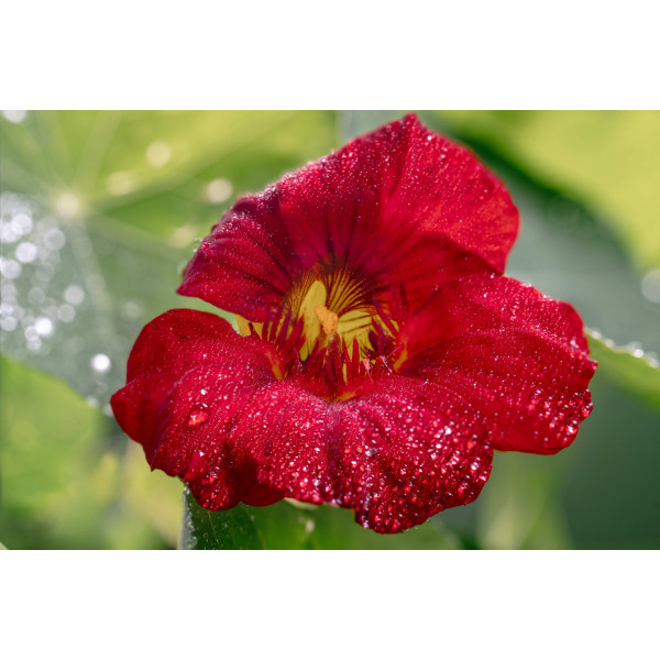 Capucine naine Alaska 