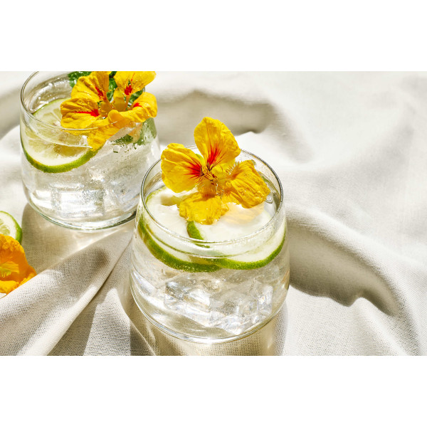 Capucine naine Alaska 