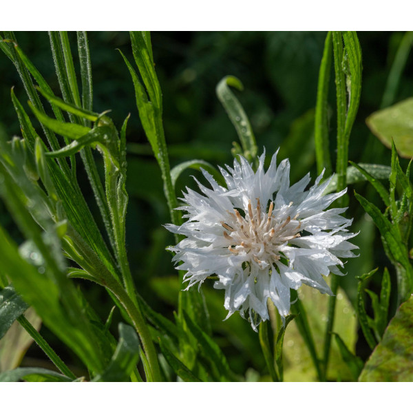 Centaurée barbeau variée ( bleuet) 