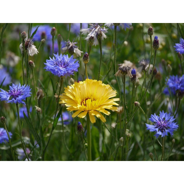 Centaurée barbeau variée ( bleuet) 