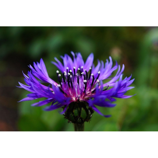 Centaurée barbeau variée ( bleuet) 