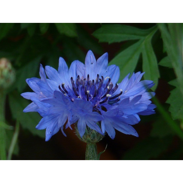 Centaurée barbeau variée ( bleuet) 