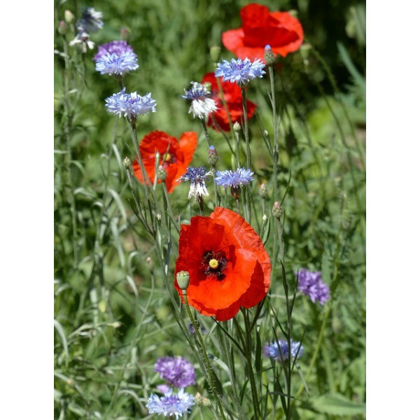 Centaurée barbeau variée ( bleuet) 