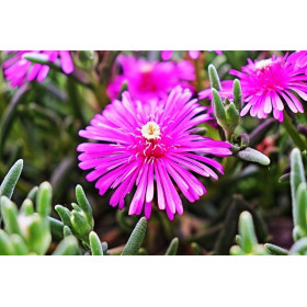 Ficoïde tapis magique varié 