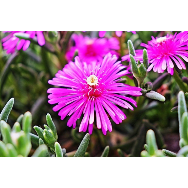 Ficoïde tapis magique varié 