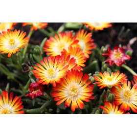 Ficoïde tapis magique varié  2