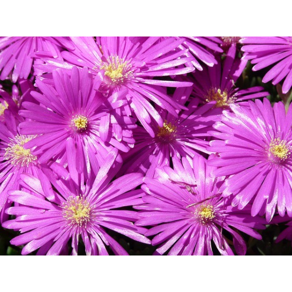 Ficoïde tapis magique varié 