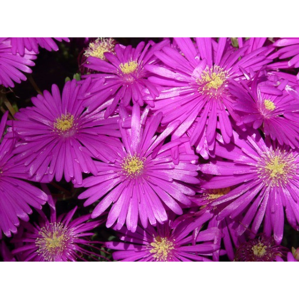 Ficoïde tapis magique varié 