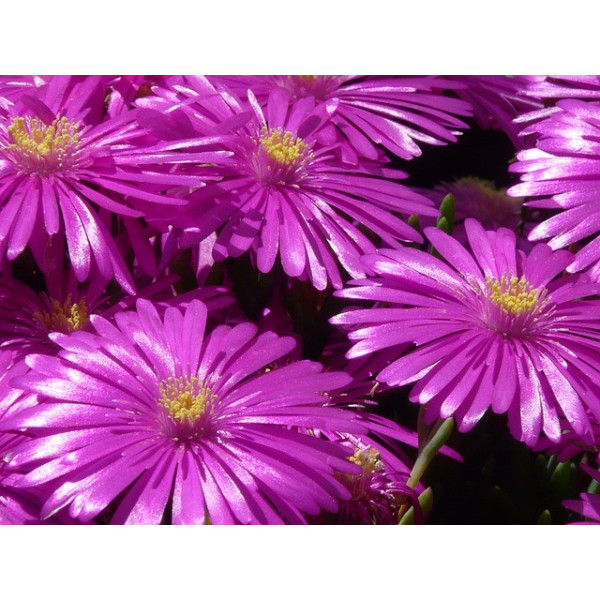 Ficoïde tapis magique varié 