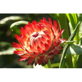 Immortelle à bractées monstrueuses 