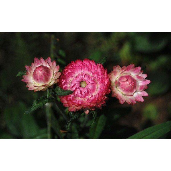 Immortelle à bractées monstrueuses 