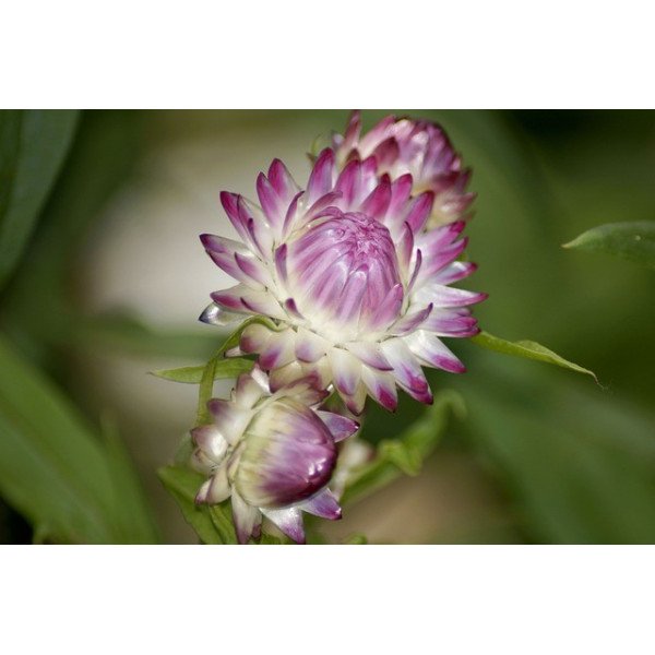 Immortelle à bractées monstrueuses 