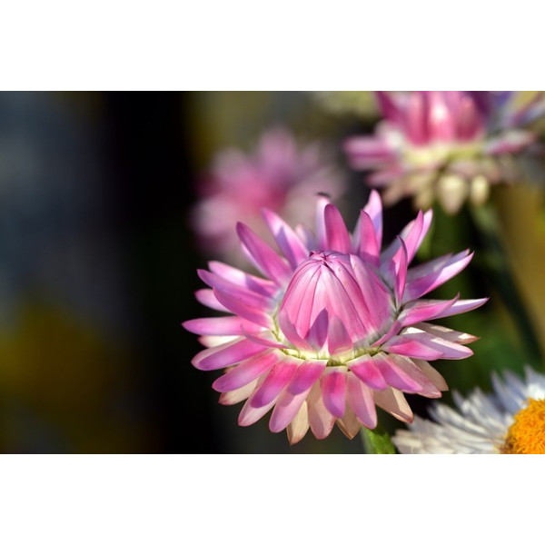 Immortelle à bractées monstrueuses 