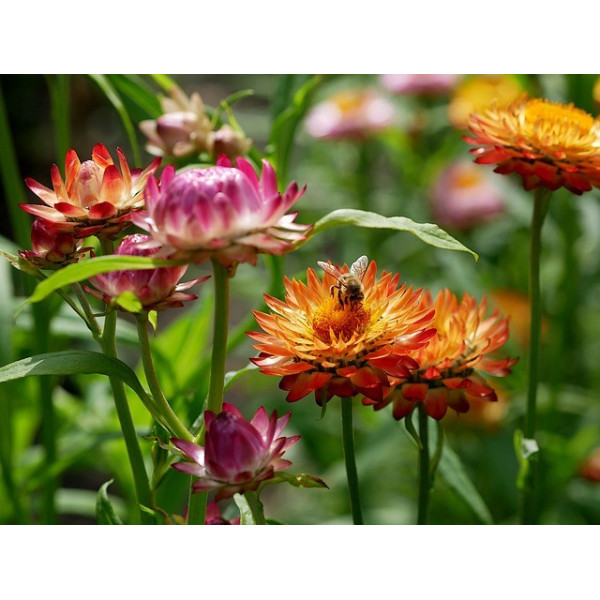 Immortelle à bractées monstrueuses 