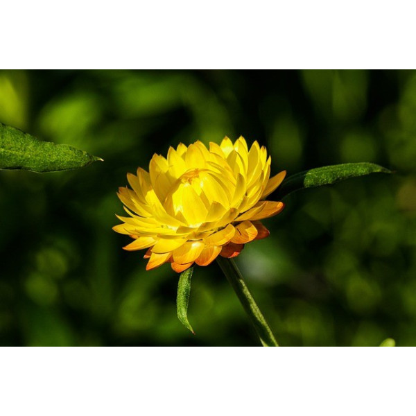 Immortelle à bractées monstrueuses 