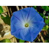 Ipomée volubilis bleu ciel 