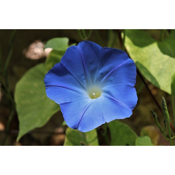 Ipomée volubilis bleu ciel 