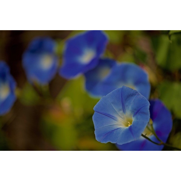 Ipomée volubilis bleu ciel 